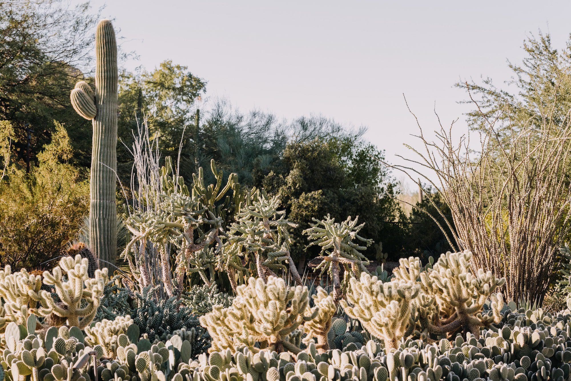 View of the Desert Botanical Garden in Phoenix, Arizona